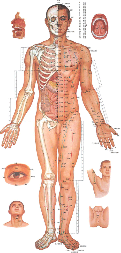 男性人体<a href=http://www.ye8.net/zhongyiyao/zyxx/jl/087513C927I403K3BC1238F.html target=_blank>经络</a>穴位图正面