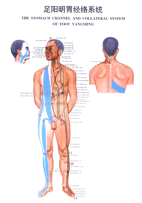 足阳明胃<a href=http://www.ye8.net/zhongyiyao/zyxx/jl/087513C927I403K3BC1238F.html target=_blank>经络</a>图