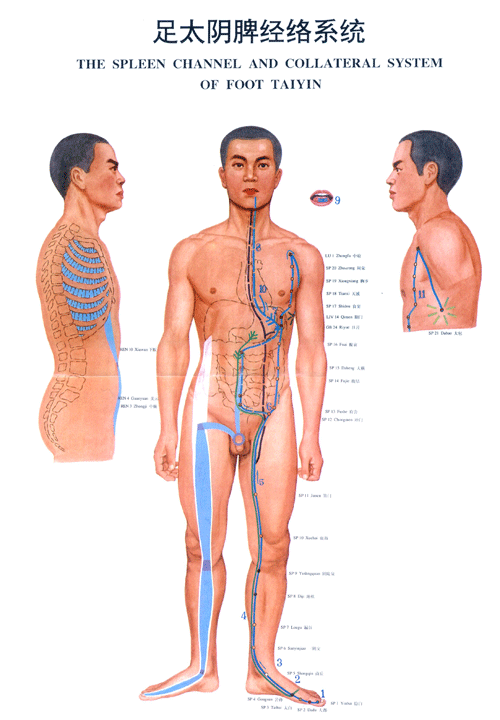 足太阴脾<a href=http://www.ye8.net/zhongyiyao/zyxx/jl/087513C927I403K3BC1238F.html target=_blank>经络</a>图
