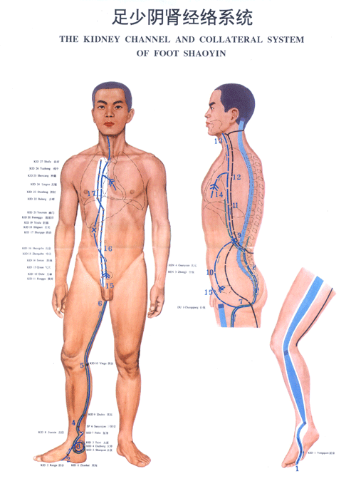 足少阴肾<a href=http://www.ye8.net/zhongyiyao/zyxx/jl/087513C927I403K3BC1238F.html target=_blank>经络</a>图