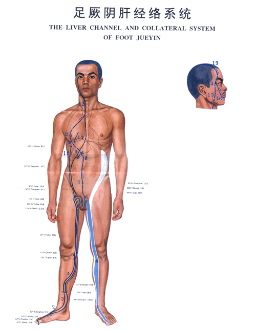 足厥阴肝<a href=http://www.ye8.net/zhongyiyao/zyxx/jl/087513C927I403K3BC1238F.html target=_blank>经络</a>图