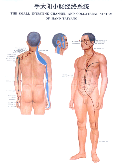 手太阳小肠<a href=http://www.ye8.net/zhongyiyao/zyxx/jl/087513C927I403K3BC1238F.html target=_blank>经络</a>系统图