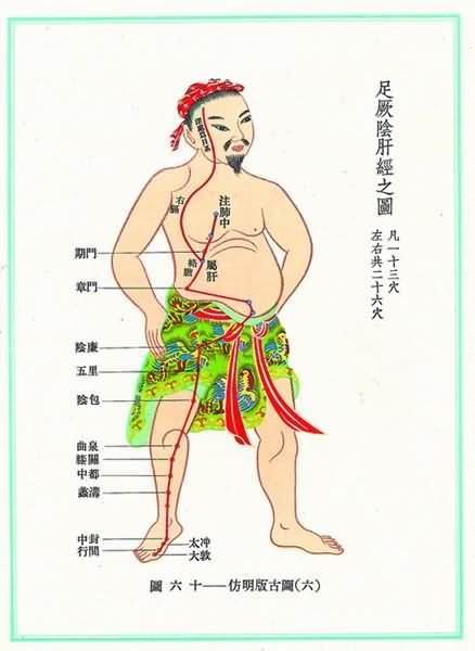 足厥阴肝经图
