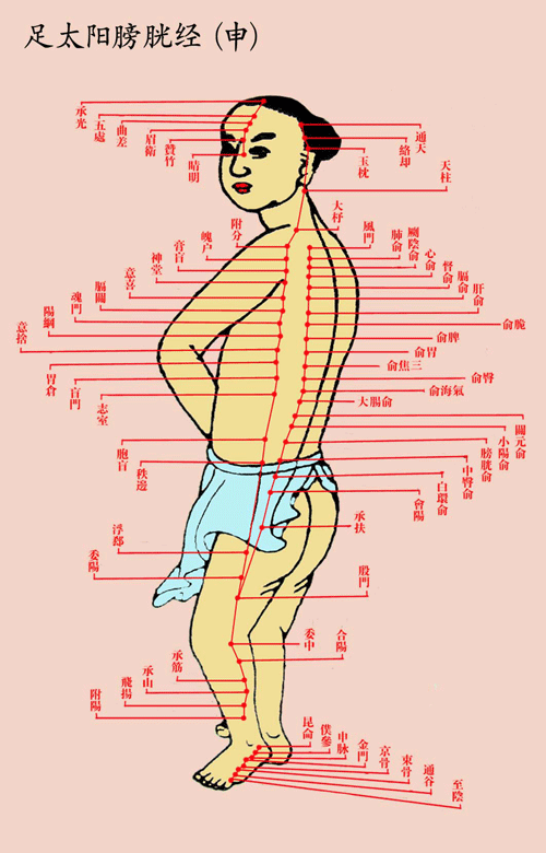 足太阳膀胱经