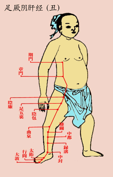 足厥阴肝经