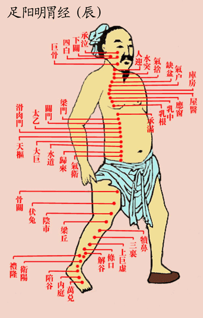 足阳明胃经(辰)