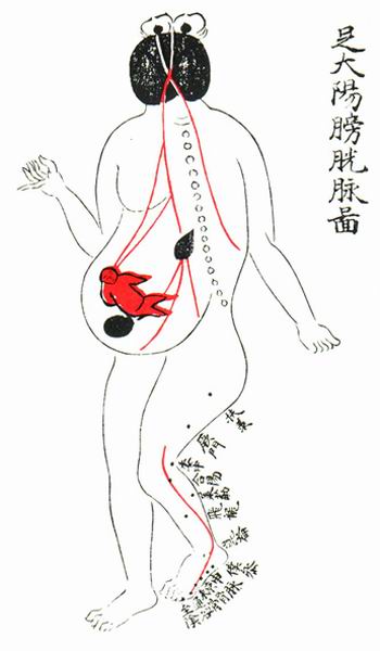 足太阳膀胱脉图