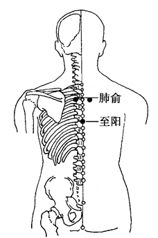 图2-1-9肺俞、至阳