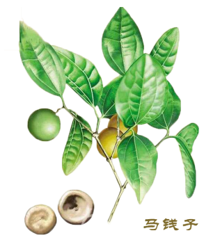 马钱子