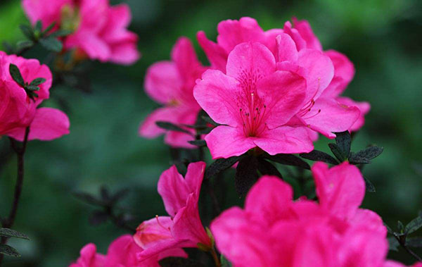 杜鹃花