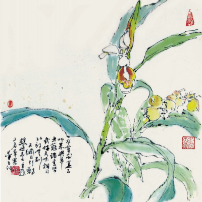 豆蔻图