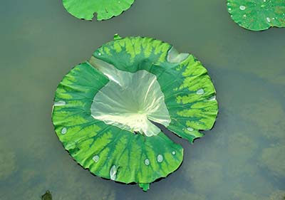 荷叶