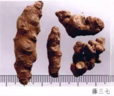 藤三七