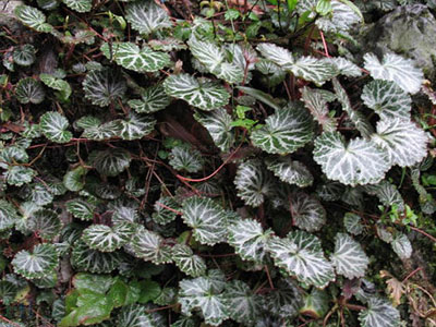 虎耳草