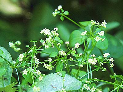 茜草