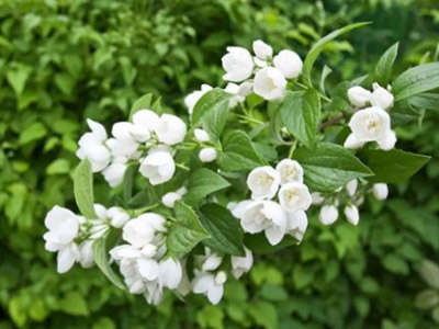 茉莉花